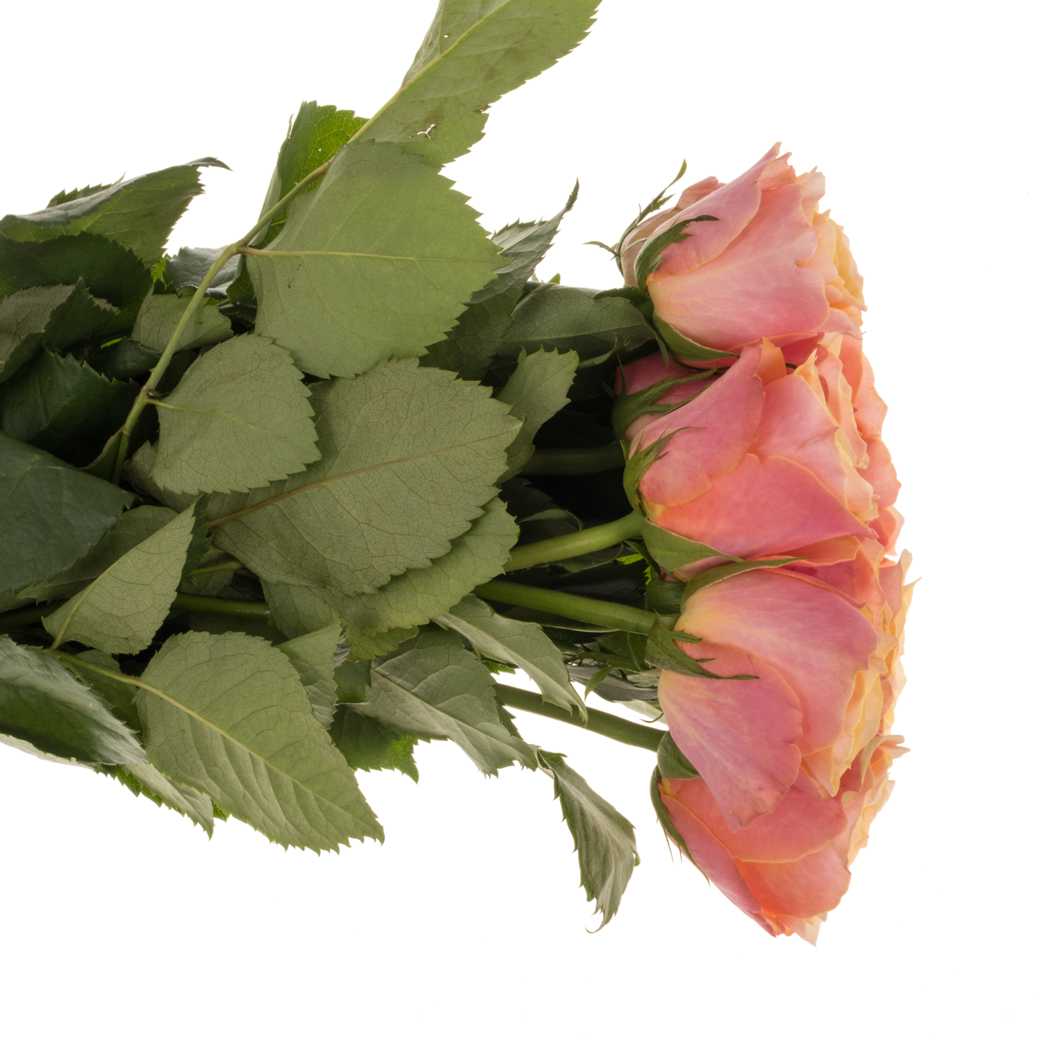 Rose rosa/apricot Gran Donna 50cm