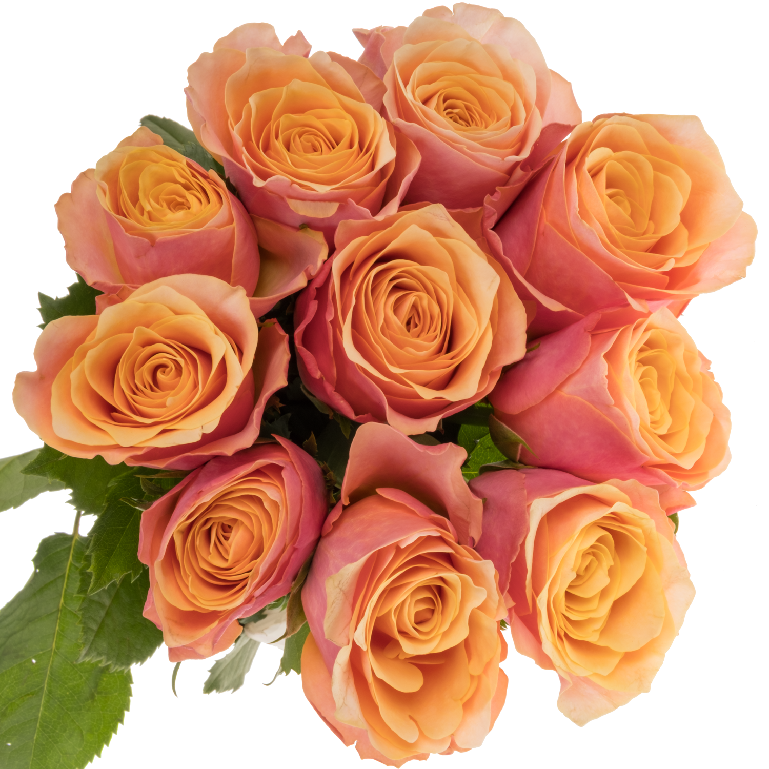 Rose rosa/apricot Gran Donna 50cm