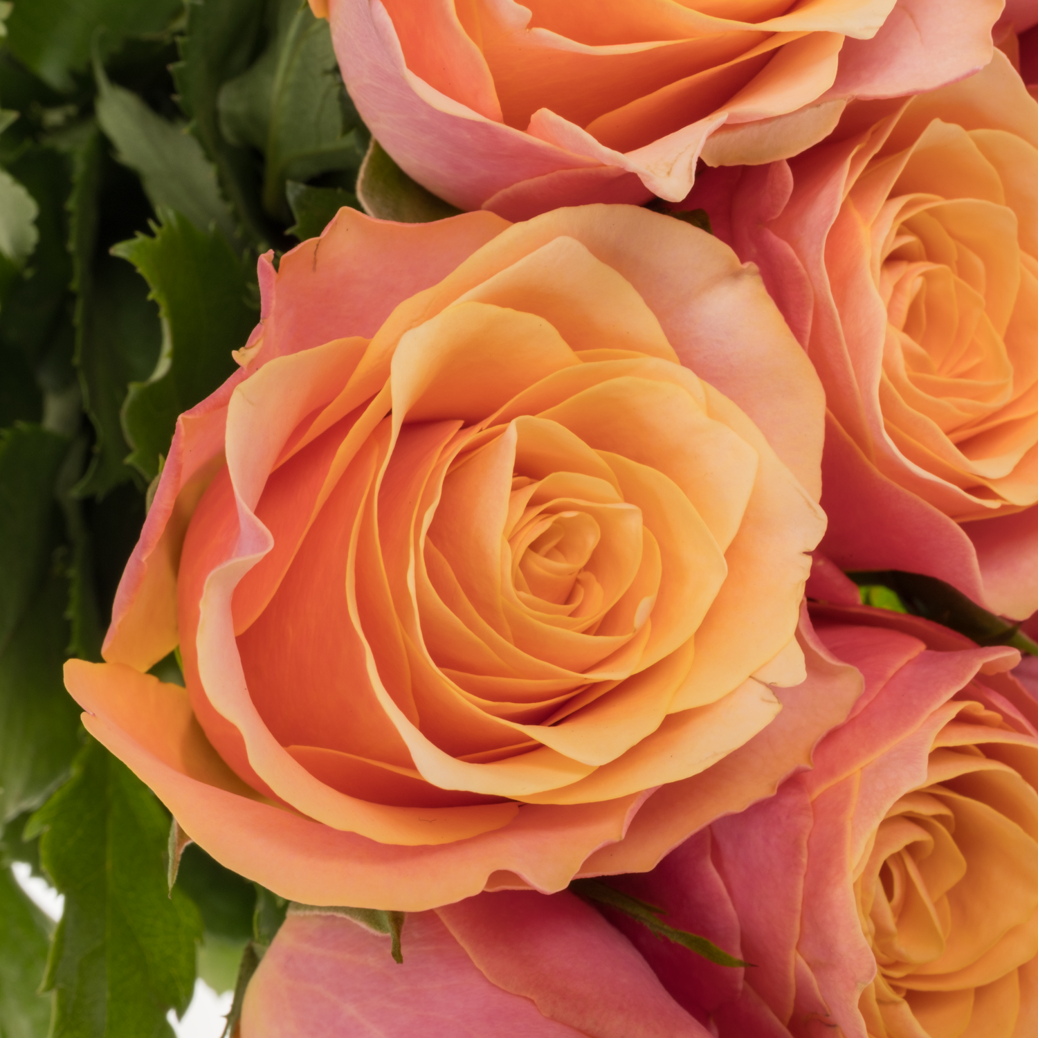 Rose rosa/apricot Gran Donna 50cm