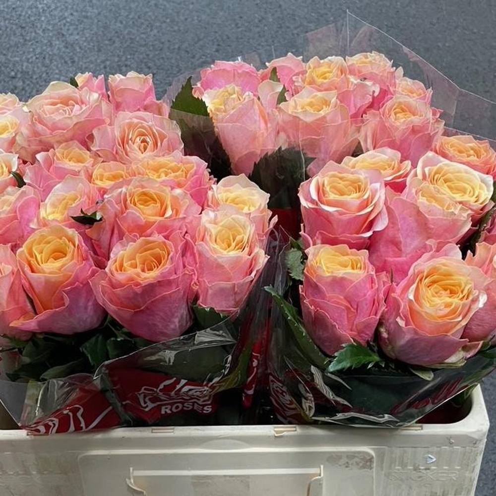 Rose rosa/apricot Gran Donna 50cm