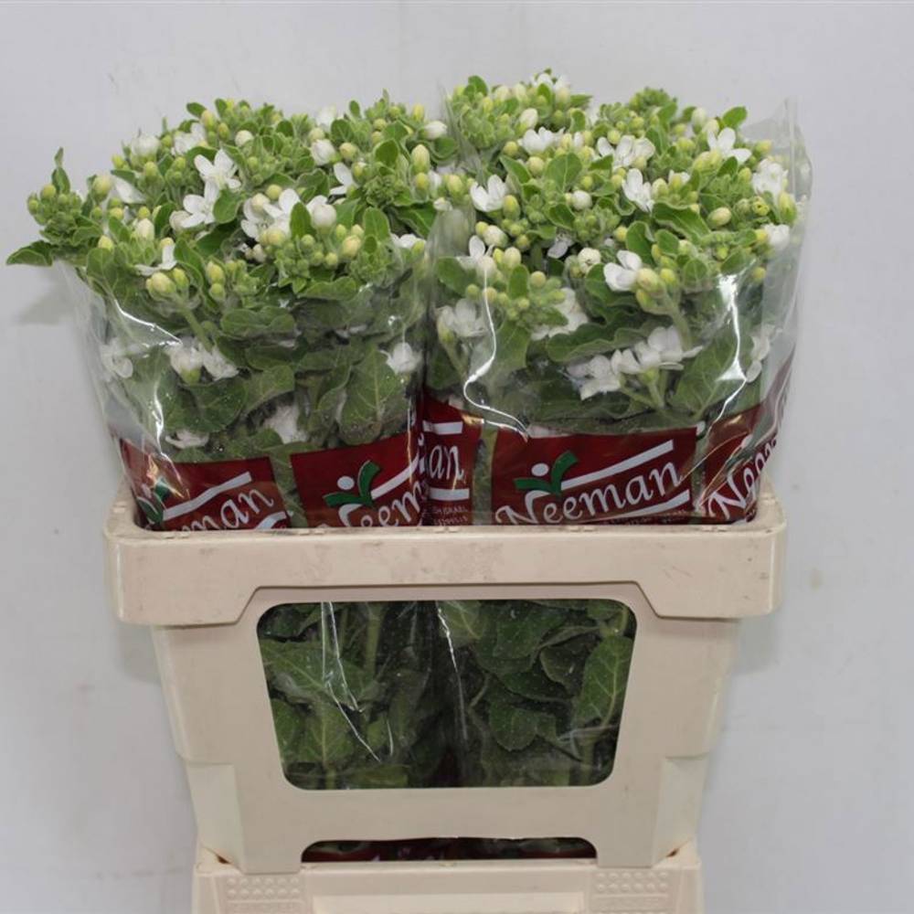 Oxypetalum weiss 60cm x25