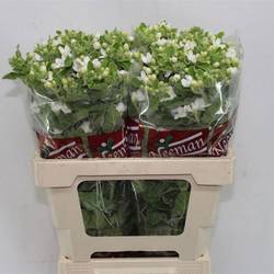 Oxypetalum weiss 60cm x25