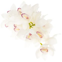 Cymbidium weiss Magic 80cm 13+Blüte
