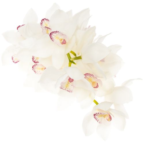 Cymbidium weiss Magic 80cm 13+Blüte
