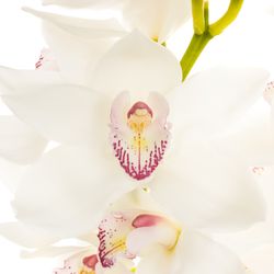 Cymbidium weiss Magic 80cm 13+Blüte