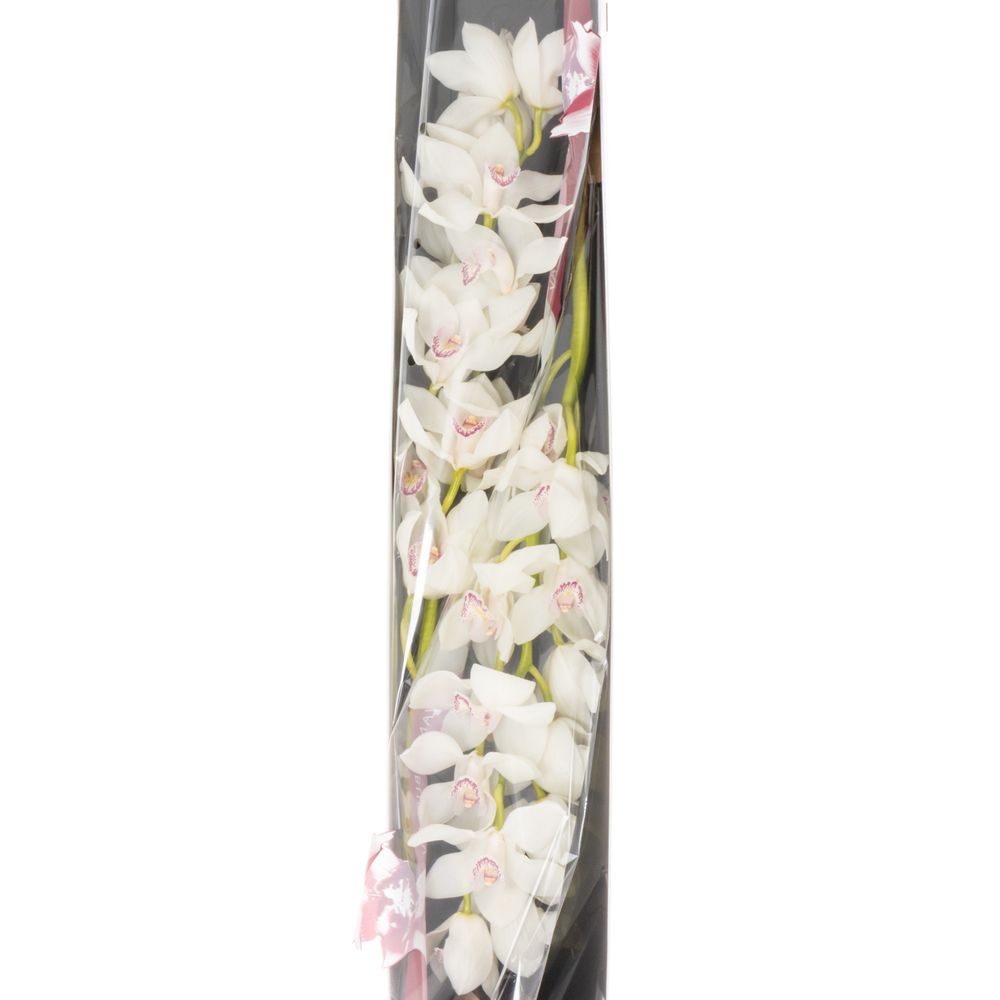 Cymbidium weiss Magic 80cm 13+Blüte
