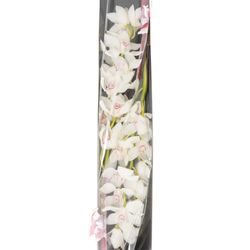 Cymbidium weiss Magic 80cm 13+Blüte