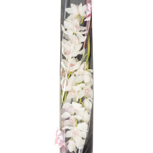 Cymbidium weiss Magic 80cm 13+Blüte