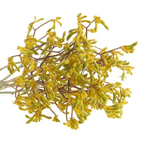 Kangeroo gelb Gold Fever 70cm