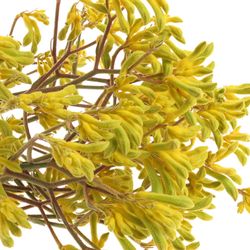 Kangeroo gelb Gold Fever 70cm