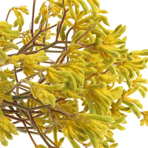 Kangeroo gelb Gold Fever 70cm
