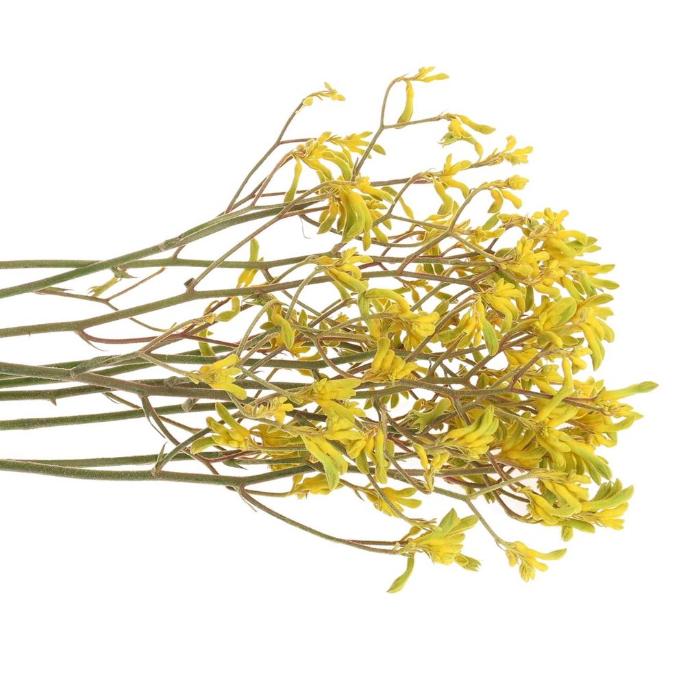 Kangeroo gelb Gold Fever 70cm