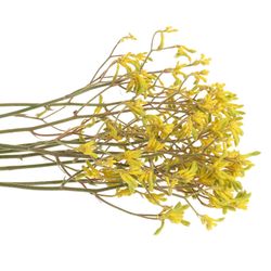 Kangeroo gelb Gold Fever 70cm