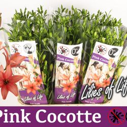 Lilie asiatisch rosa Mini Coco 4+Blüte 80cm