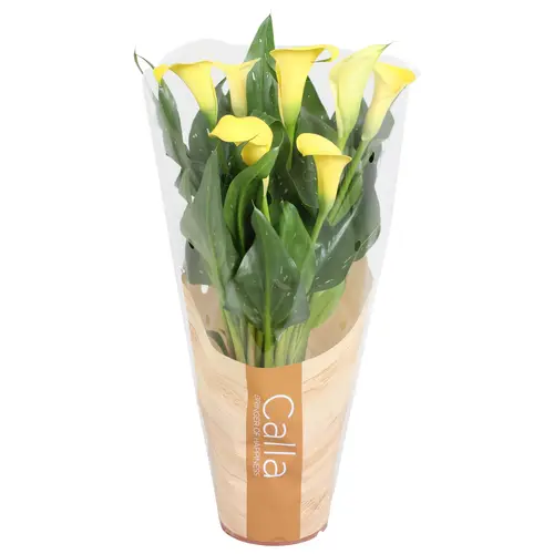 Calla gelb 4+ T13 H045