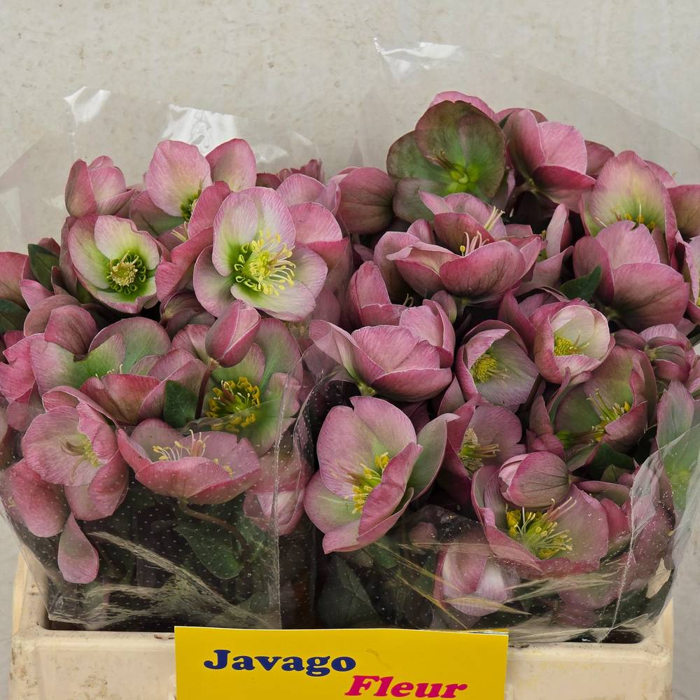 Helleborus rosa Dorothys Dawn 35cm