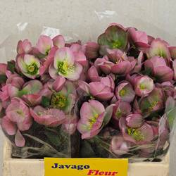 Helleborus rosa Dorothys Dawn 35cm