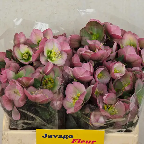 Helleborus rosa Dorothys Dawn 35cm