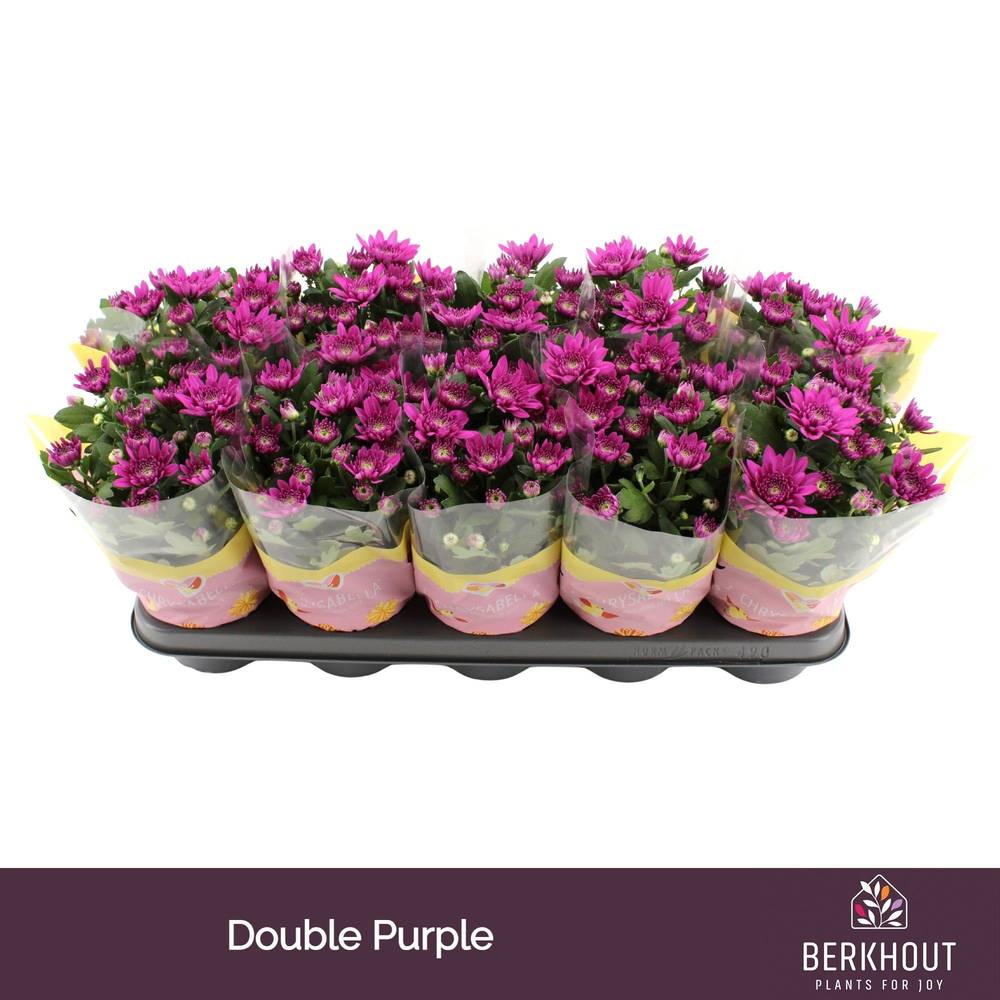 Chrysantheme fuchsia Marley T12 H026