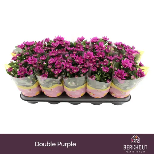 Chrysantheme fuchsia Marley T12 H026