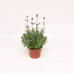 Lavendel Ang. T10,5 H25