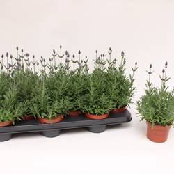 Lavendel Ang. T10,5 H25