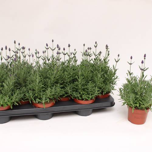 Lavendel Ang. T10,5 H25