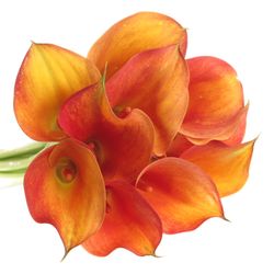 Calla orange Trinity 55cm