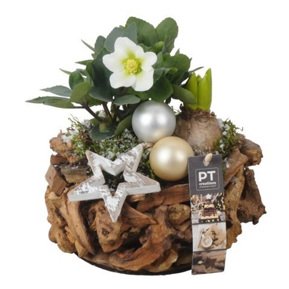 Helleborus.Arr PTWO1906 Weihnachten T21 H022