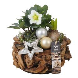 Helleborus.Arr PTWO1906 Weihnachten T21 H022