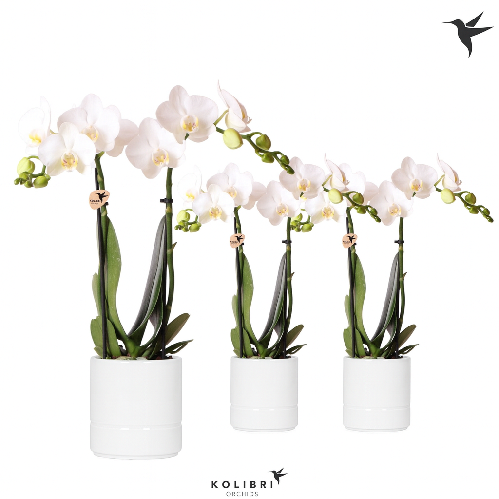 Phal.2-R weiss Pastel Topf T09 H004