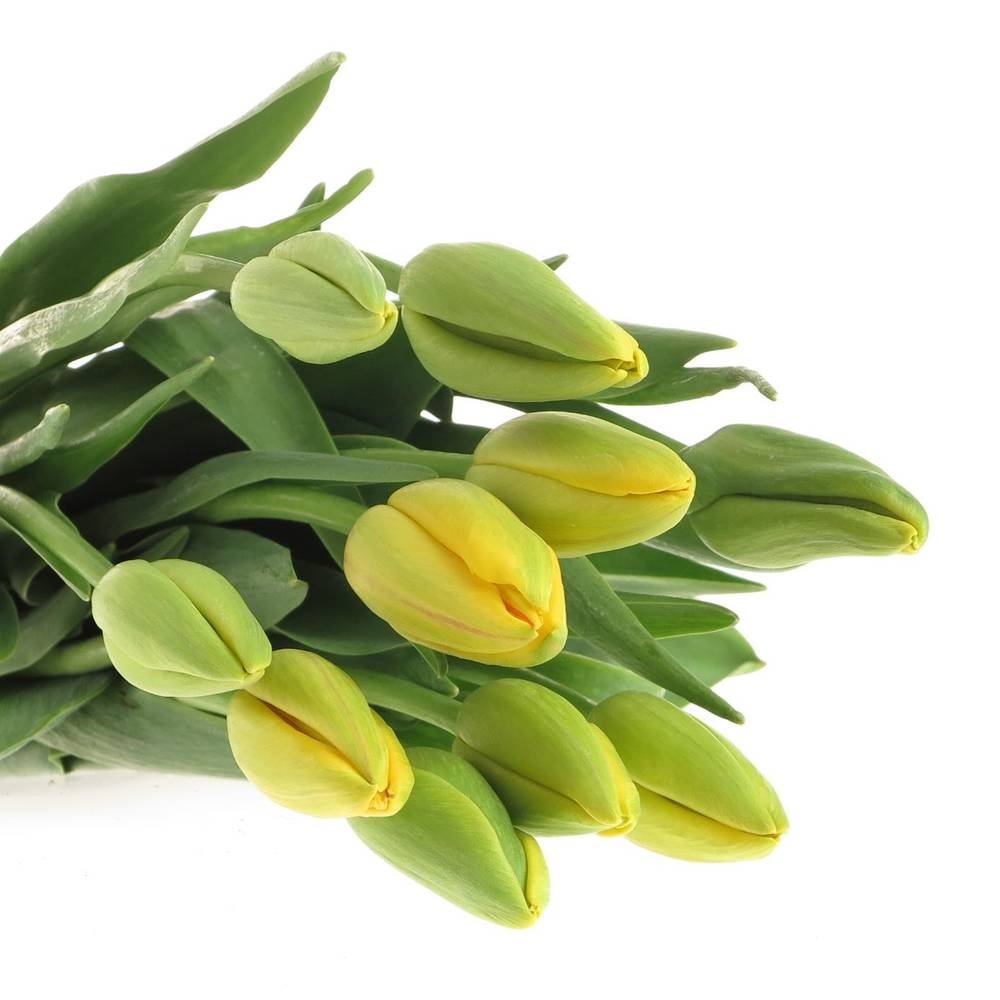 Franz.gelb 50 Gramm 55cm