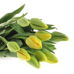 Franz.gelb 50 Gramm 55cm