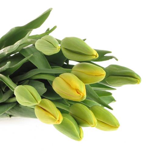 Franz.gelb 50 Gramm 55cm