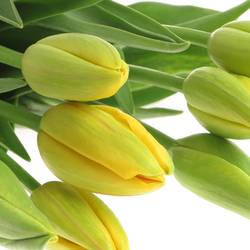 Franz.gelb 50 Gramm 55cm