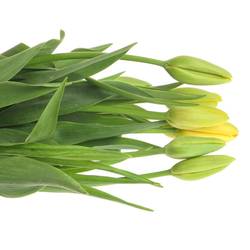 Franz.gelb 50 Gramm 55cm