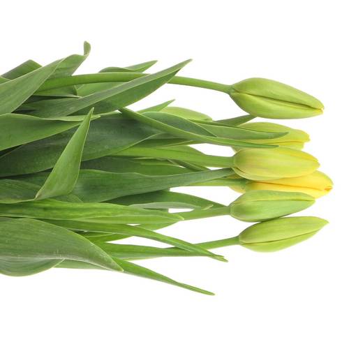 Franz.gelb 50 Gramm 55cm