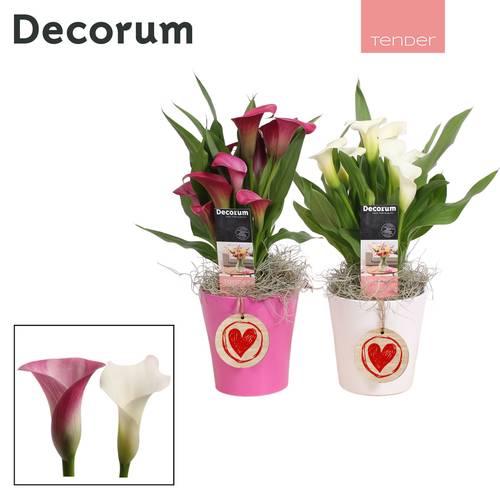 Calla mix im Topf Amy Love T12 H035