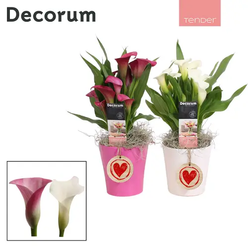 Calla mix im Topf Amy Love T12 H035