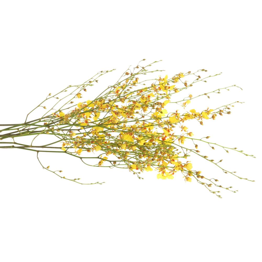 Oncidium gelb Natur 60cm