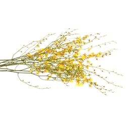 Oncidium gelb Natur 60cm