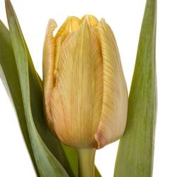 Tulpe apricot gefärbt Soft Caramel 28 Gramm