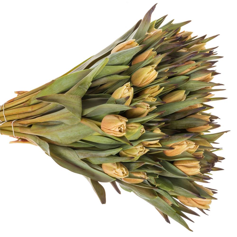 Tulpe apricot gefärbt Soft Caramel 28 Gramm