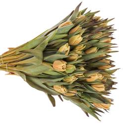 Tulpe apricot gefärbt Soft Caramel 28 Gramm