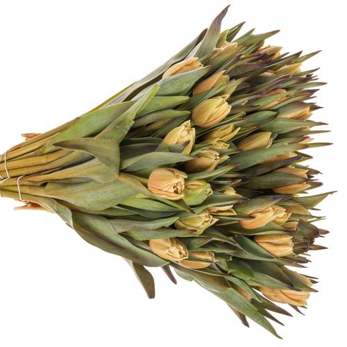 Tulpe apricot gefärbt Soft Caramel 28 Gramm