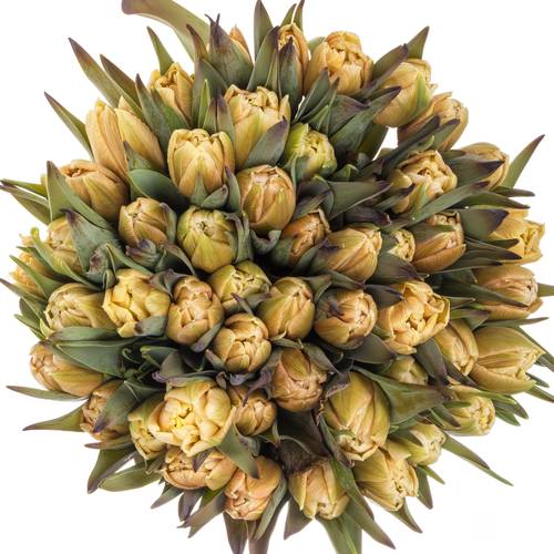 Tulpe apricot gefärbt Soft Caramel 28 Gramm