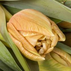 Tulpe apricot gefärbt Soft Caramel 28 Gramm