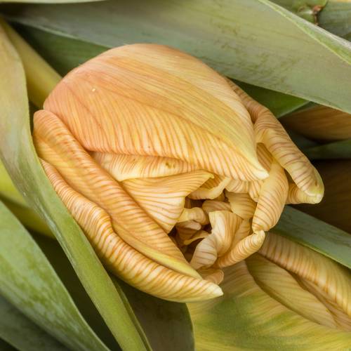 Tulpe apricot gefärbt Soft Caramel 28 Gramm