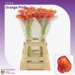 Calla dunkel orange Orange Pride 70cm