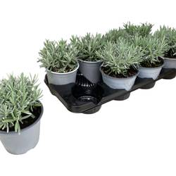 Lavendel angustifolia T14 H025